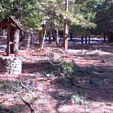 Cottage after tree fall