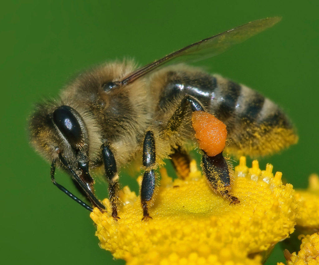 Inside the mind of a bee — do they think? Are they conscious