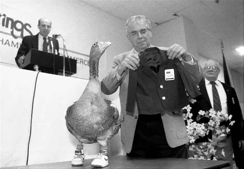 Who killed Andy the famous footless goose? – mathewingram.com/work